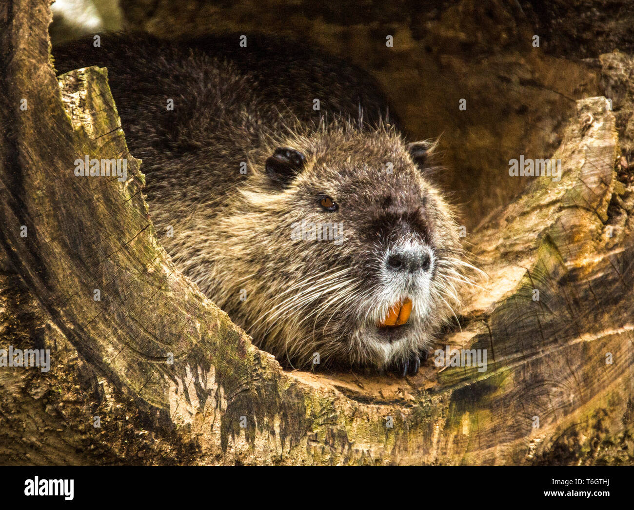 Adult Coypus (Myocastor coypus) resting in a log.Southwest France, Stock Photo