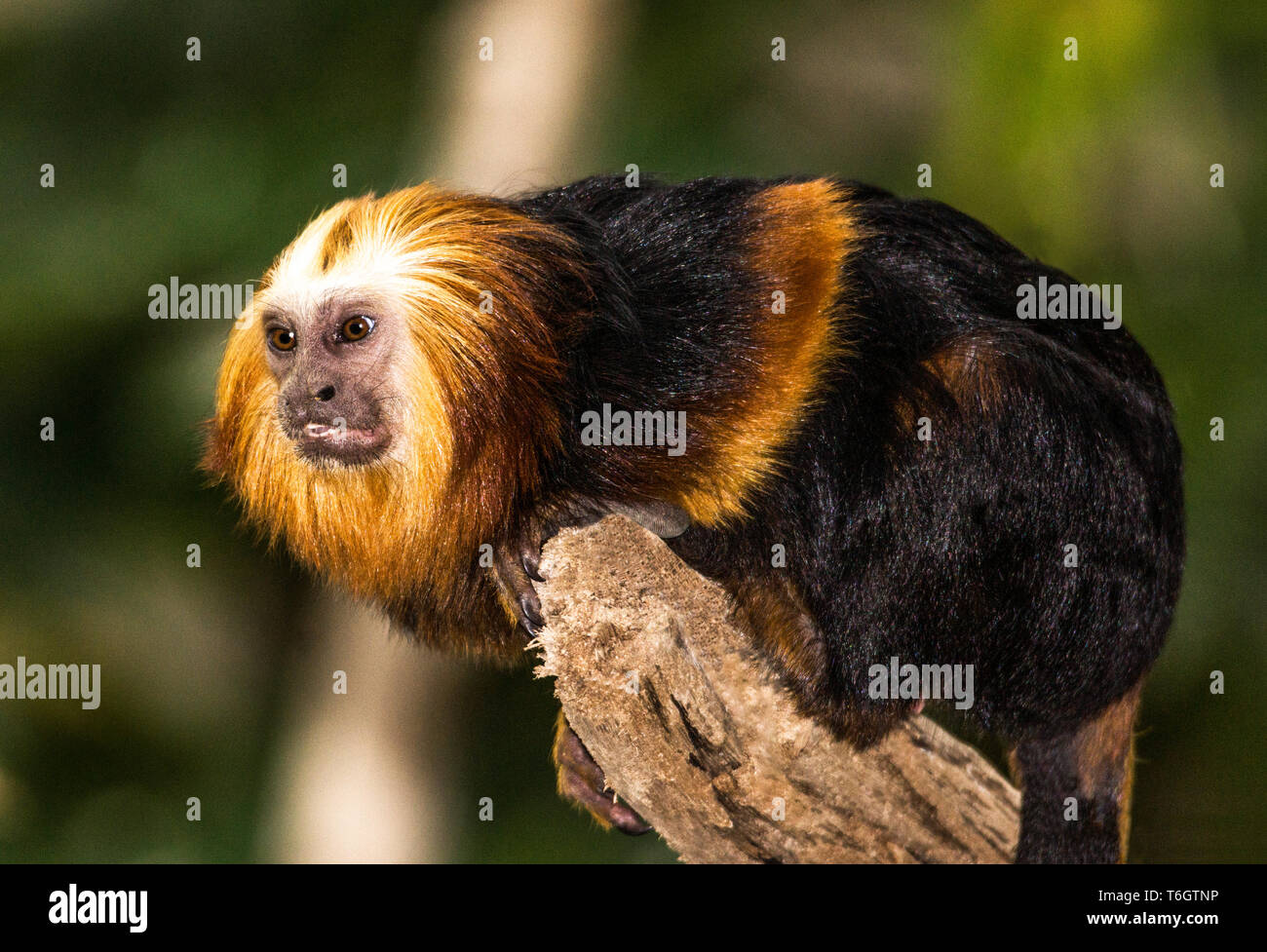 Platyrrhine monkeys hi-res stock photography and images - Alamy