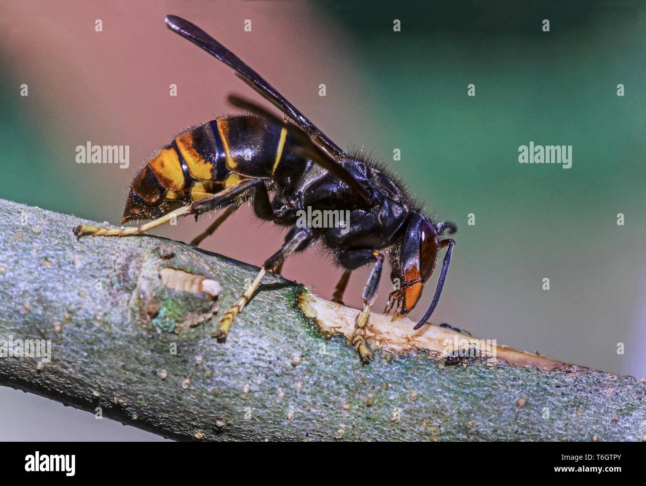 Asian Hornet (Vespa velutina) Now a pest species in France This photograph was taken in my garden in Hautes-Pyrenees. Stock Photo