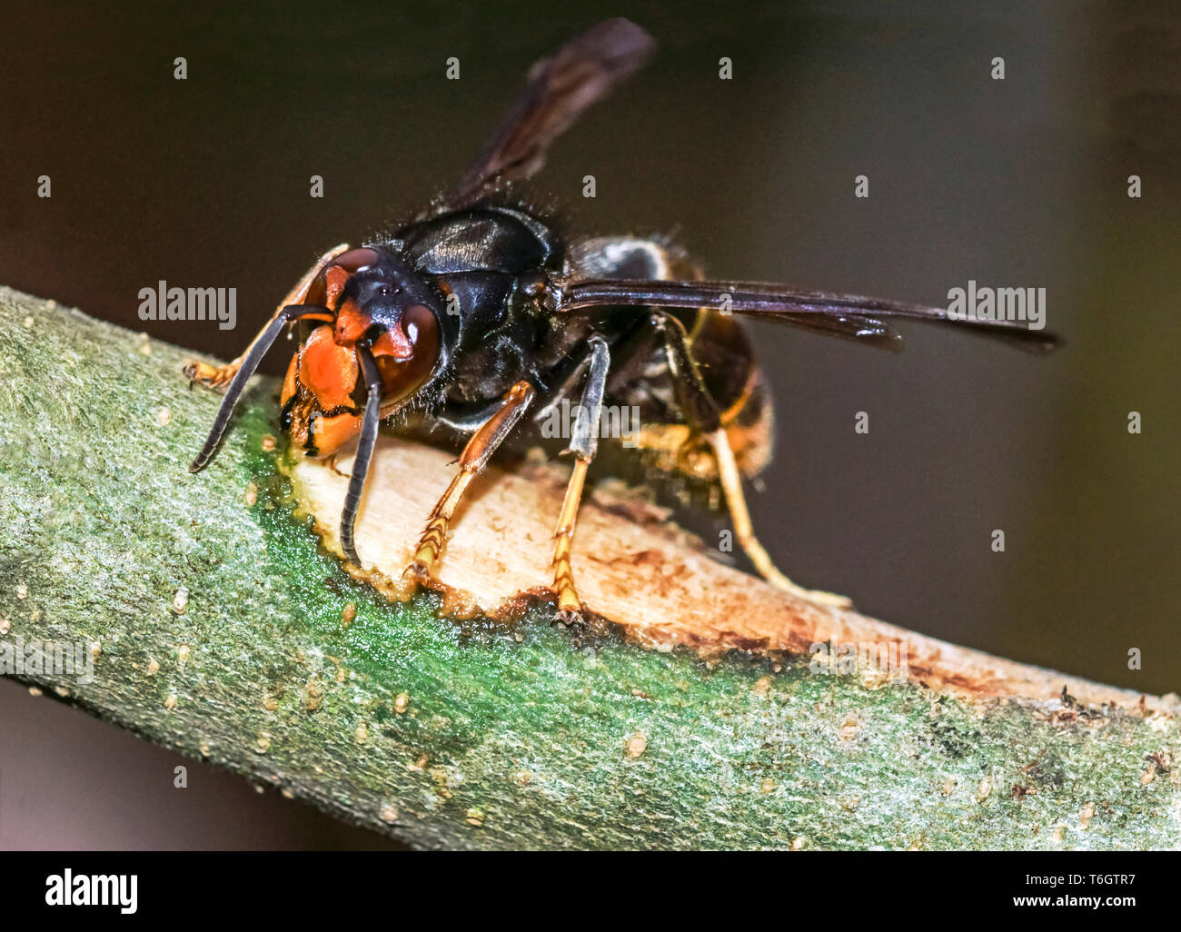 Asian Hornet (Vespa velutina) Now a pest species in France This photograph was taken in my garden in Hautes-Pyrenees. Stock Photo
