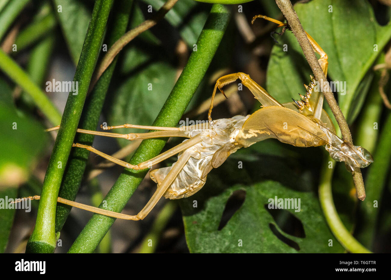 Malayan Jungle Nymph (Heteropteryx dilatata) is the largest of all the stick insects.Recently moulted skin.Stockholm Zoo. Stock Photo
