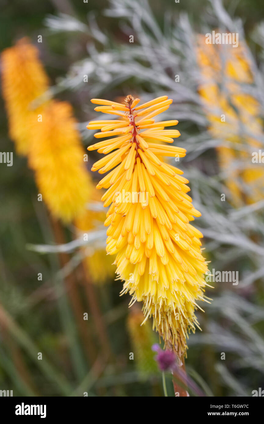 Kniphofia 'Shining Sceptre' flower. Stock Photo