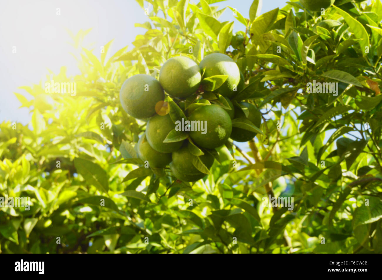 Green mandarins ripen on the tree in the sunlight, the concept of growing organic fruit