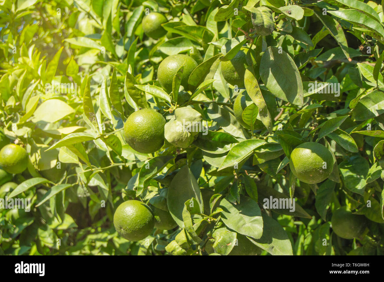 Green mandarins ripen on the tree in the sunlight, the concept of growing organic fruit
