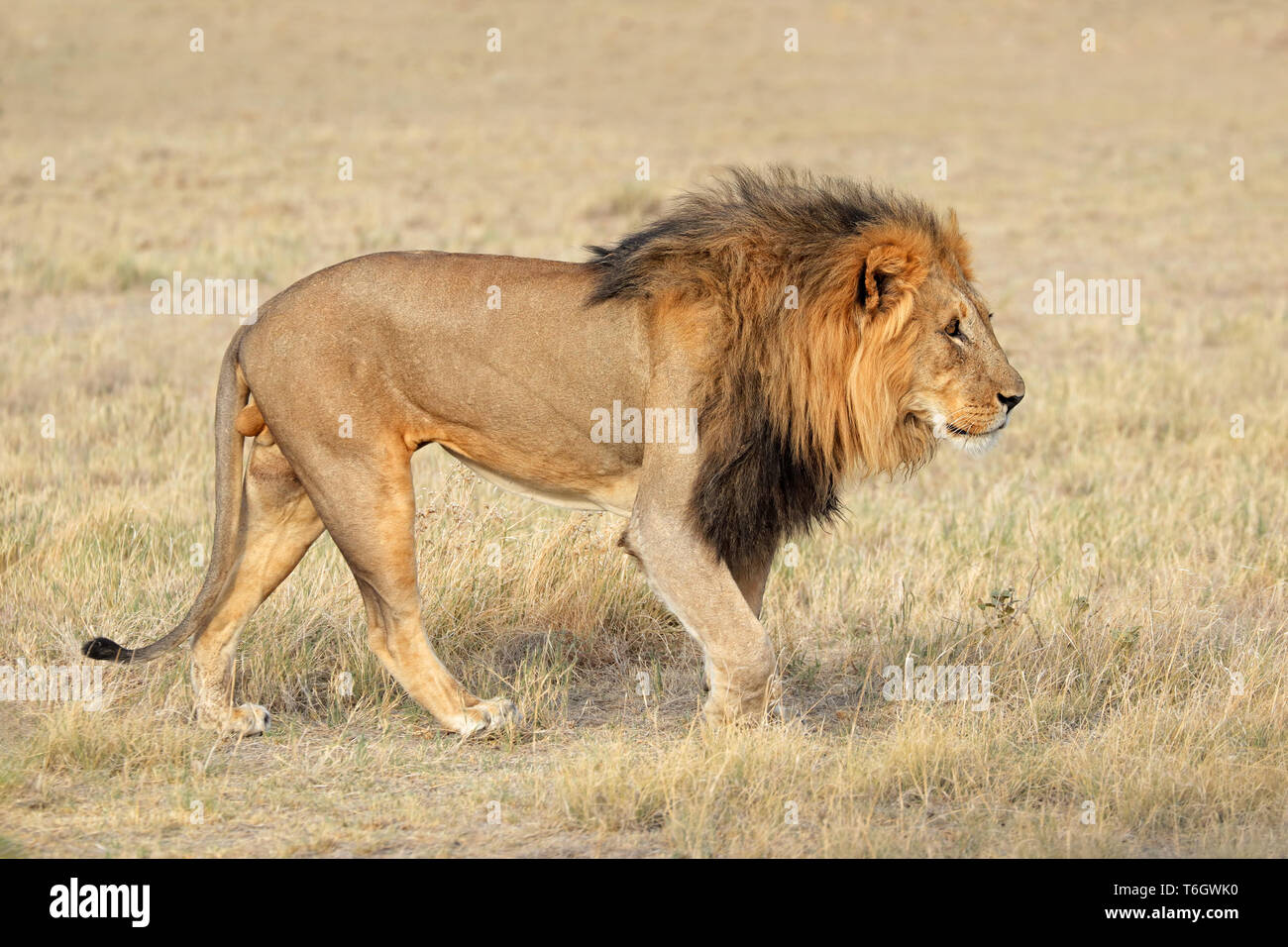 Big male African lion (Panthera leo) in natural habitat, Etosha National Park, Namibia Stock Photo