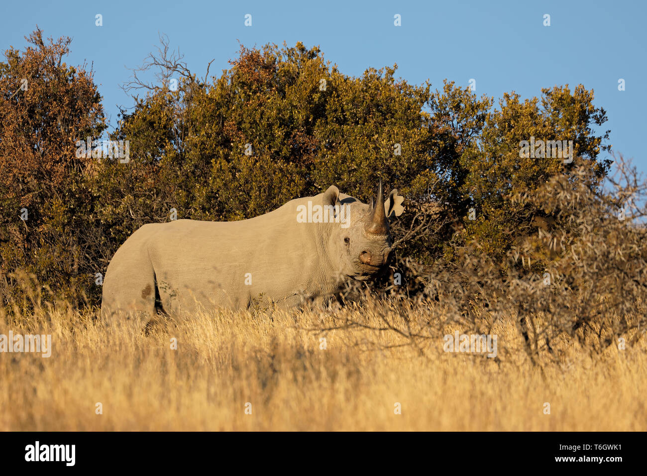 An endangered black rhinoceros (Diceros bicornis) in natural habitat, South Africa Stock Photo