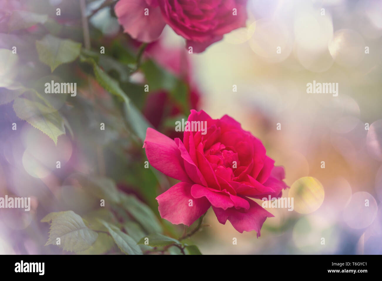 Pink Rose, beautiful nature background Stock Photo - Alamy