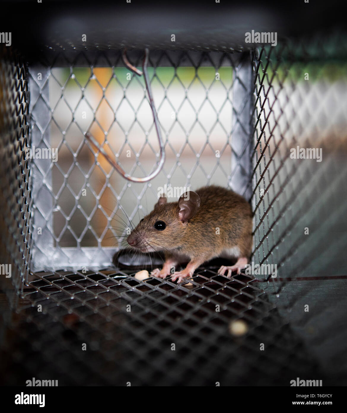 rat eating something in metal trap Stock Photo Alamy