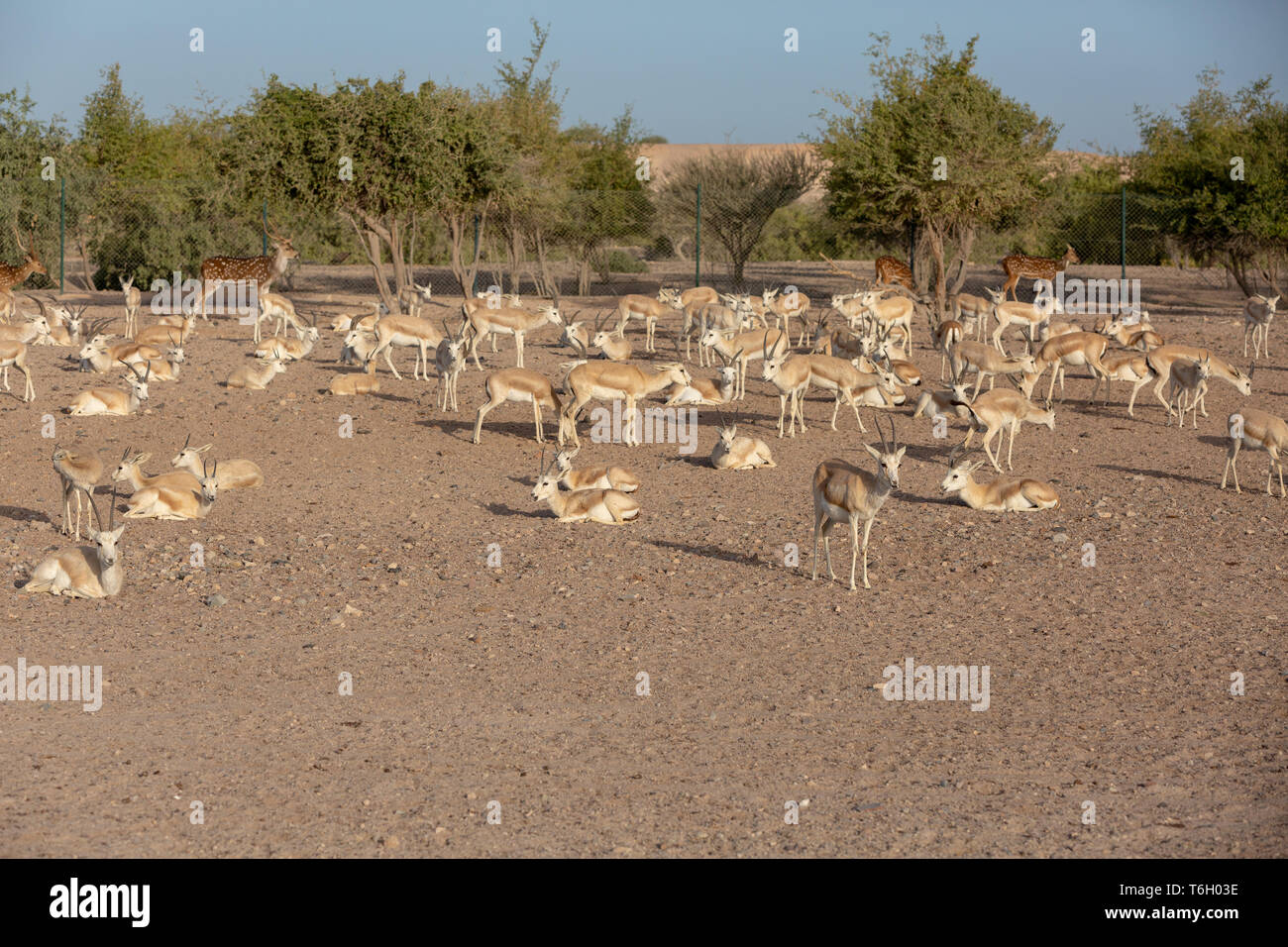 Sand gazelles gazella subgutturosa marica hi-res stock photography and ...
