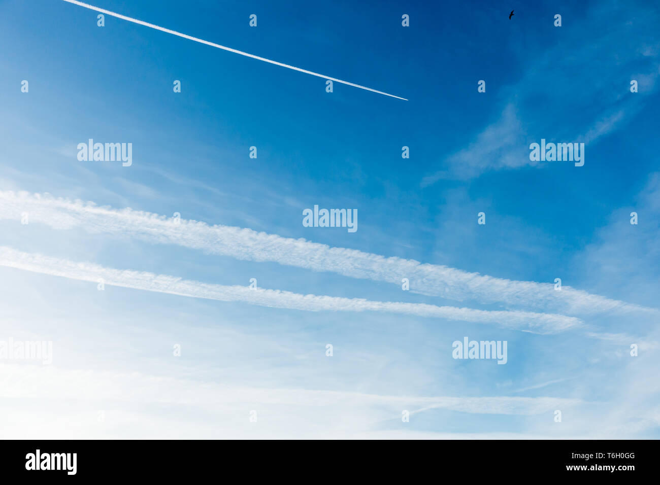 Blue sky covered with chemtrails and a plane flying, leaving a contrail, chemtrail. Stock Photo