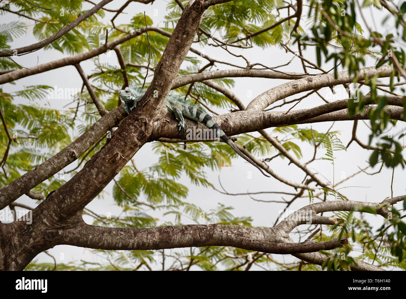 A large Iguana (Iguanidae) in the crown of a large tree, it is placed on a branch fork, set against the background - Location: Caribbean, Guadeloupe Stock Photo