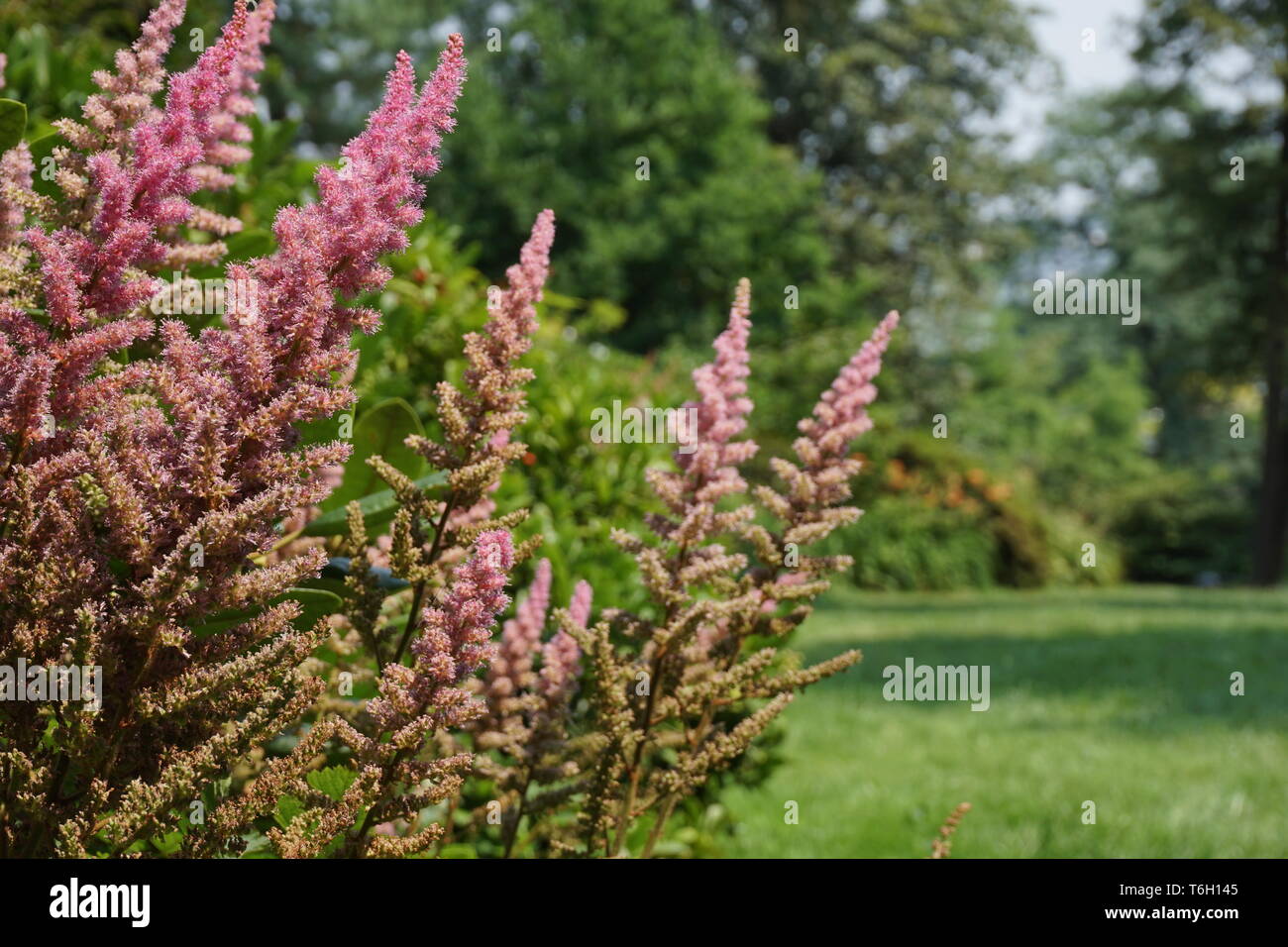 lupinen, plants Stock Photo