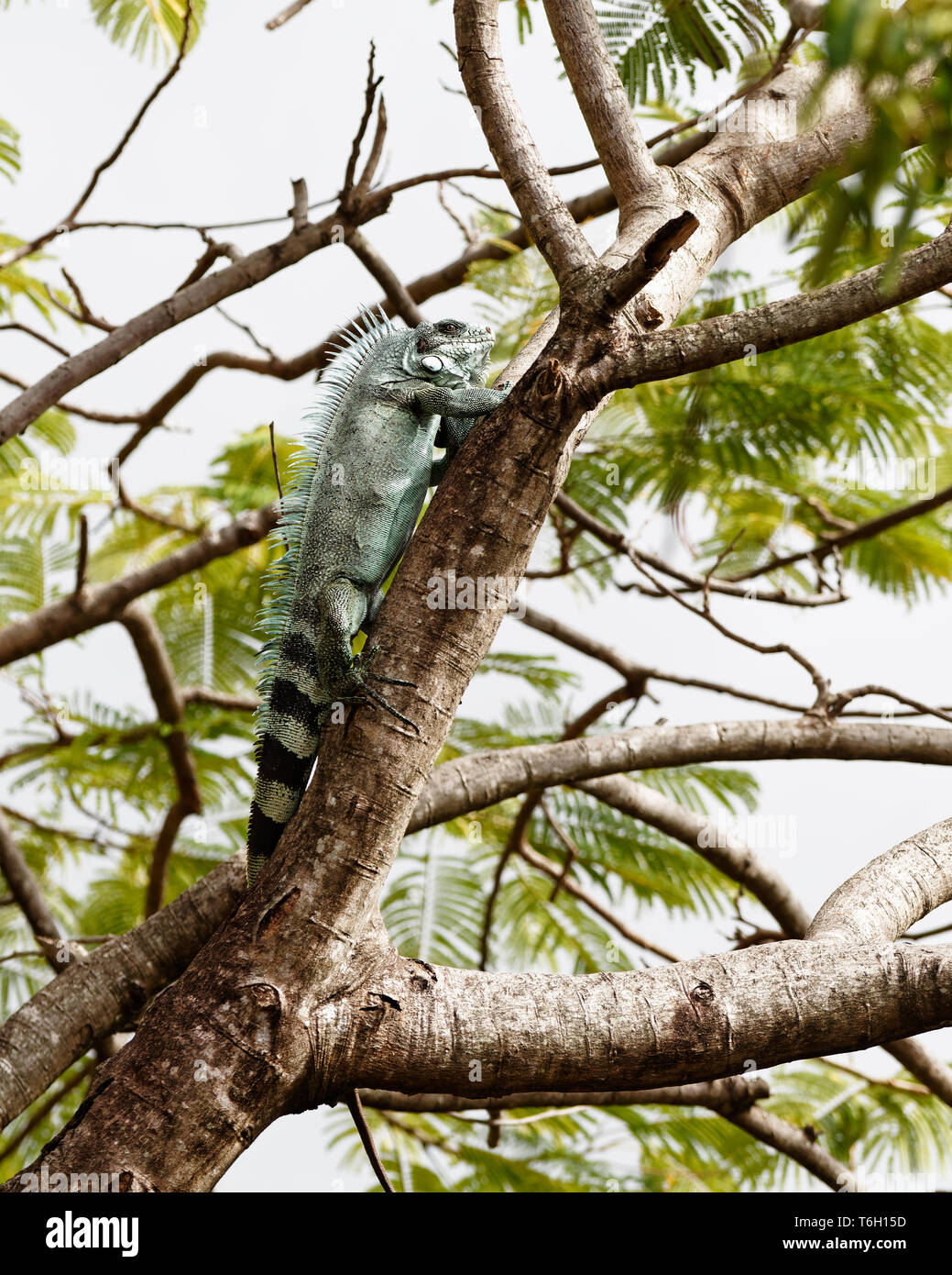 A large iguana (Iguanidae) in the crown of a large tree, it is placed on a thick branch, set against the background - Location: Caribbean, Guadeloupe Stock Photo