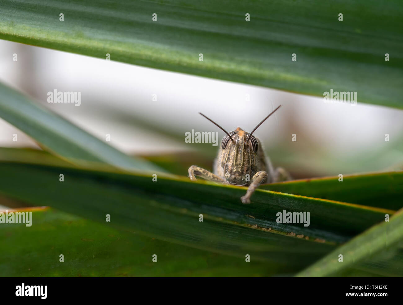 Shy grasshopper peering out from amongst leaves. Face. Stock Photo
