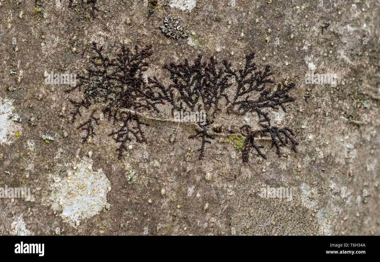 Lichen. Frullania, probably dilatata . Stock Photo