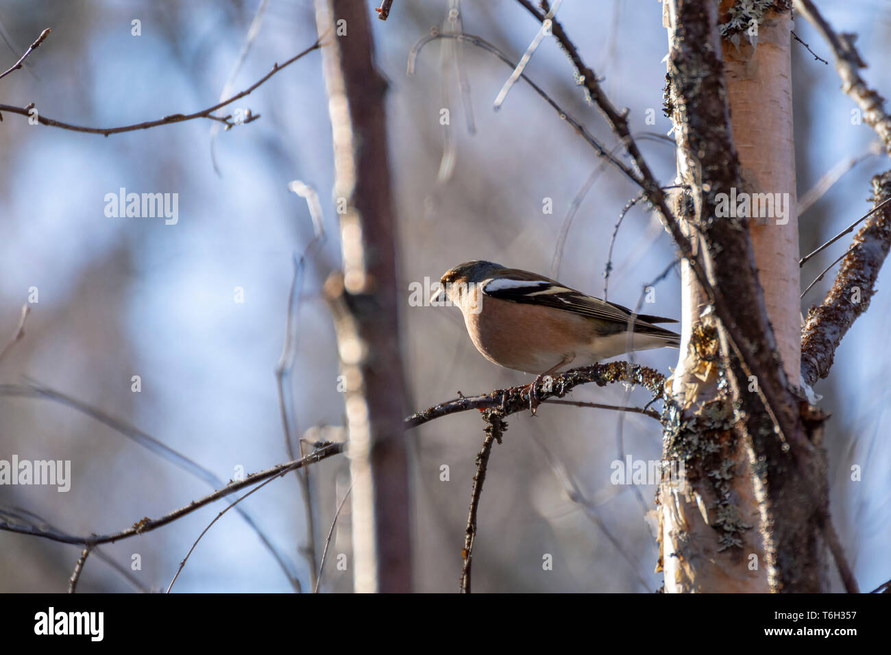 Female Bullfinch (Pyrrhula pyrrhula) sitting on a Birch branch, picture from Northern Sweden. Stock Photo