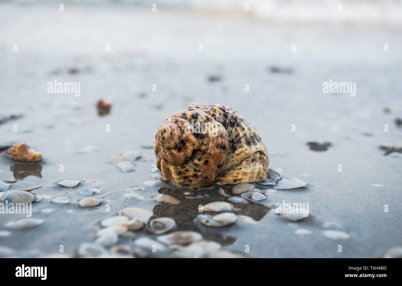 Shell on beach Stock Photo - Alamy