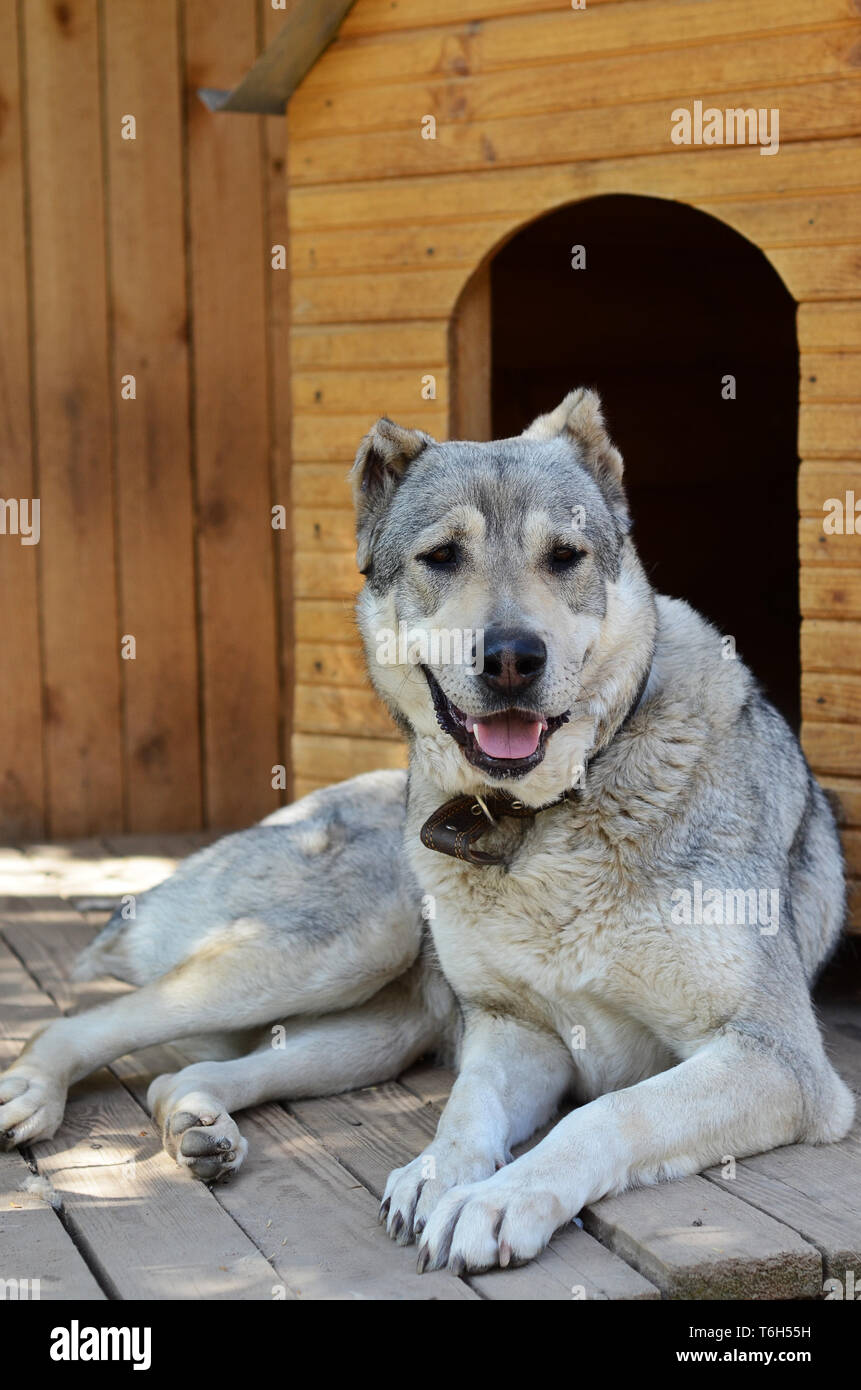 Big dog central asian shepherd dog lying near his home Stock Photo