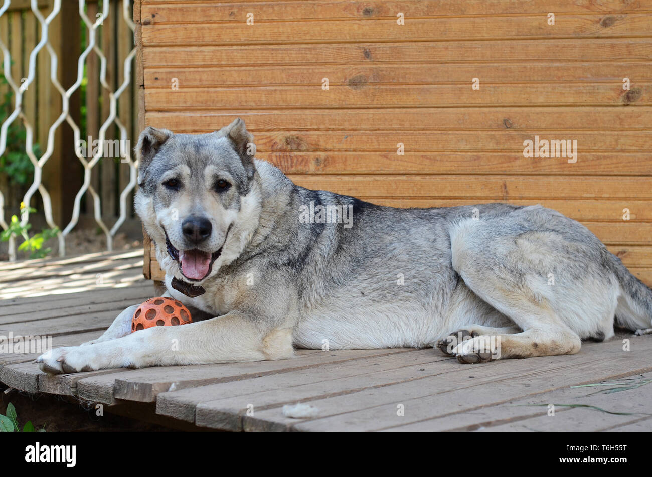 Big dog central asian shepherd dog lying near his home Stock Photo