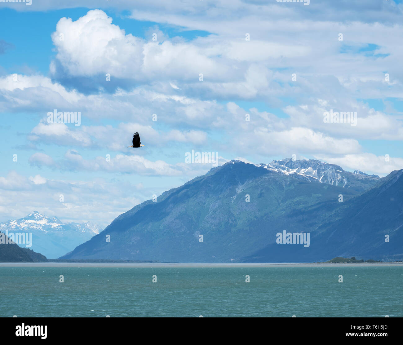 Bald eagle flying over the Chilkat Inlet near Haines Alaska in summer ...