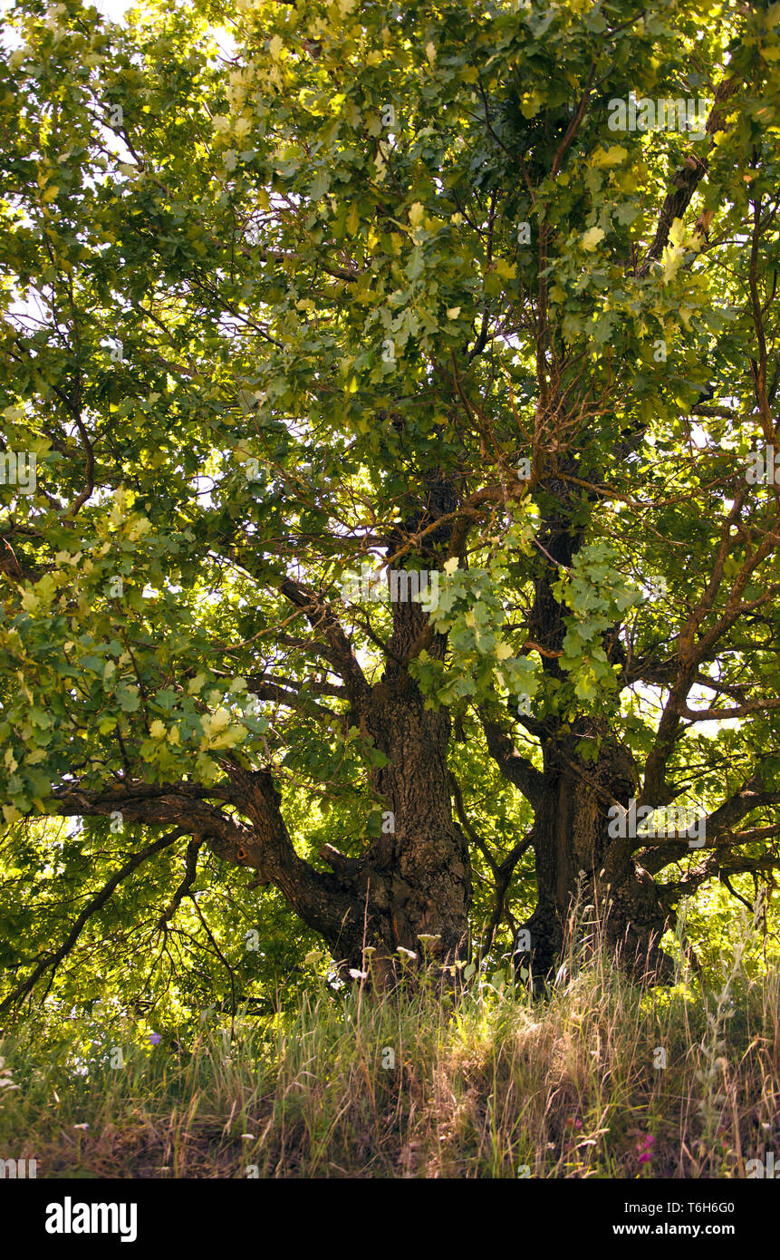 A large oak tree with green leaves in sunlight Stock Photo - Alamy
