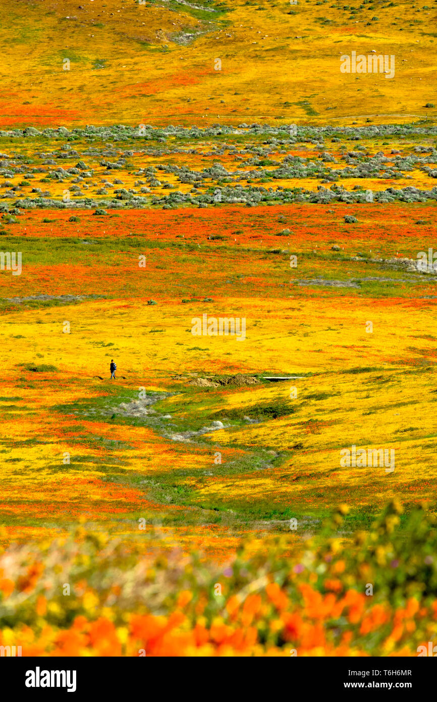 Antelope Valley Poppy Field Stock Photo Alamy
