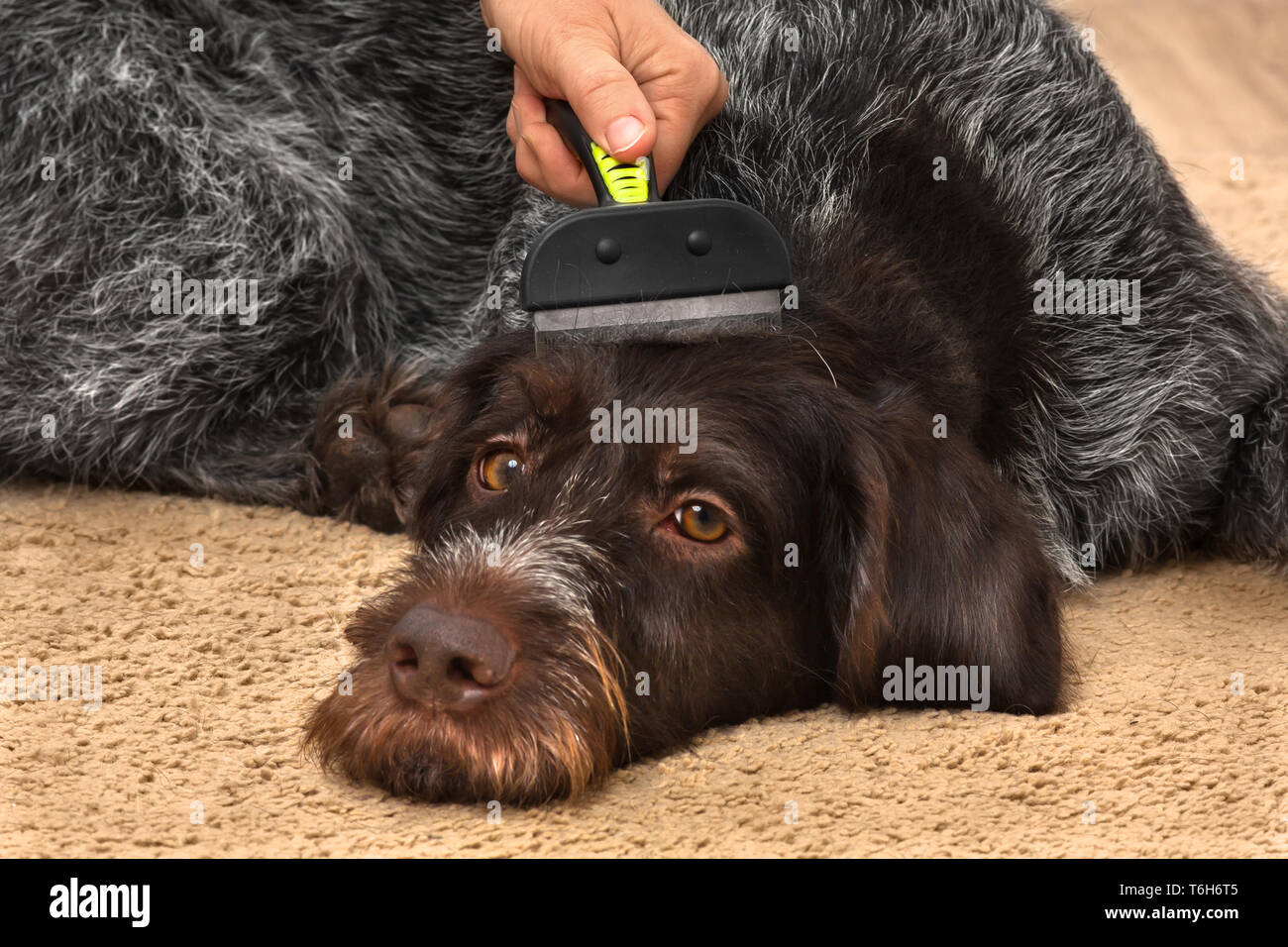 female hand with furminator takes care of the dog, closeup Stock Photo