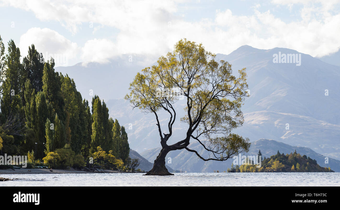 The Wanaka tree on Lake Wanaka New Zealand Stock Photo - Alamy