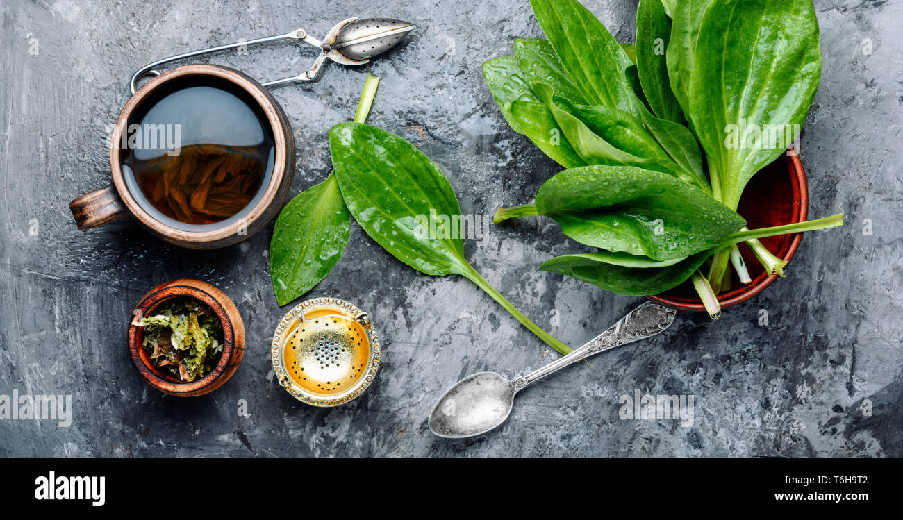 Fresh tea and herbs.Homemade homeopathic tea from plantain Stock Photo