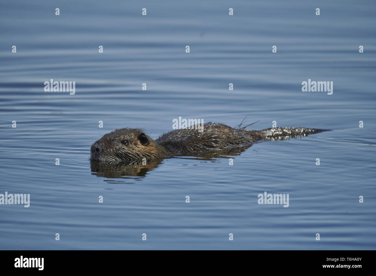 Nutria or River Rat [Myocastor coypus] Stock Photo