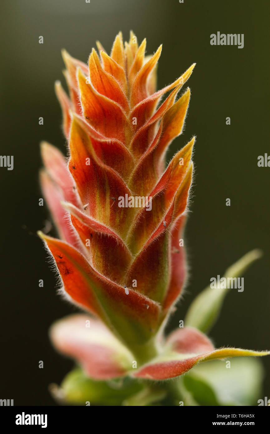 blossom of Aphelandra flava - Aphelandra fuscopunctata Stock Photo