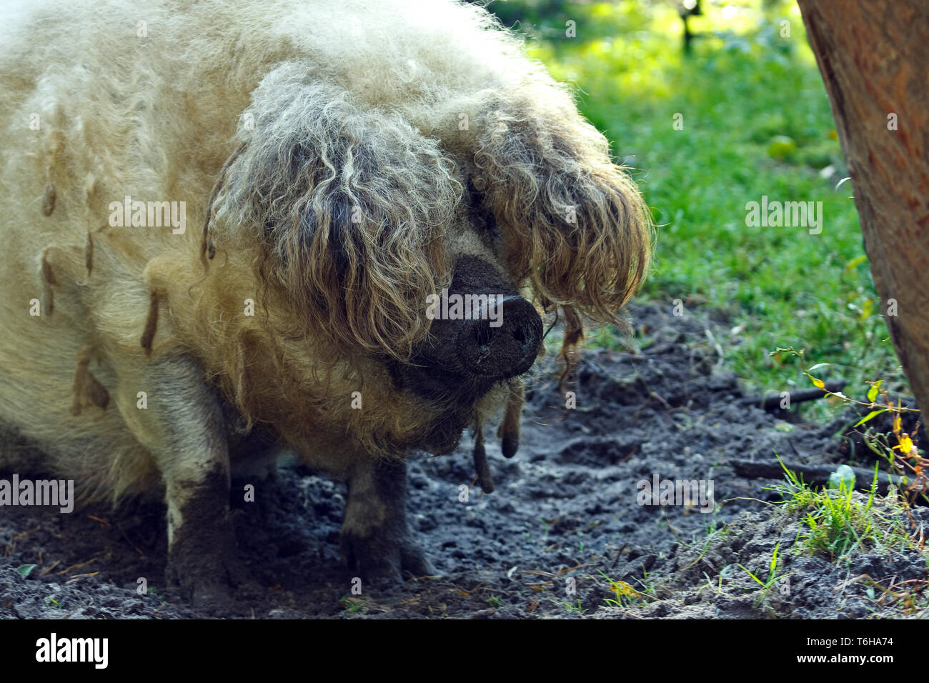mangalitsa - Mangalica Stock Photo - Alamy