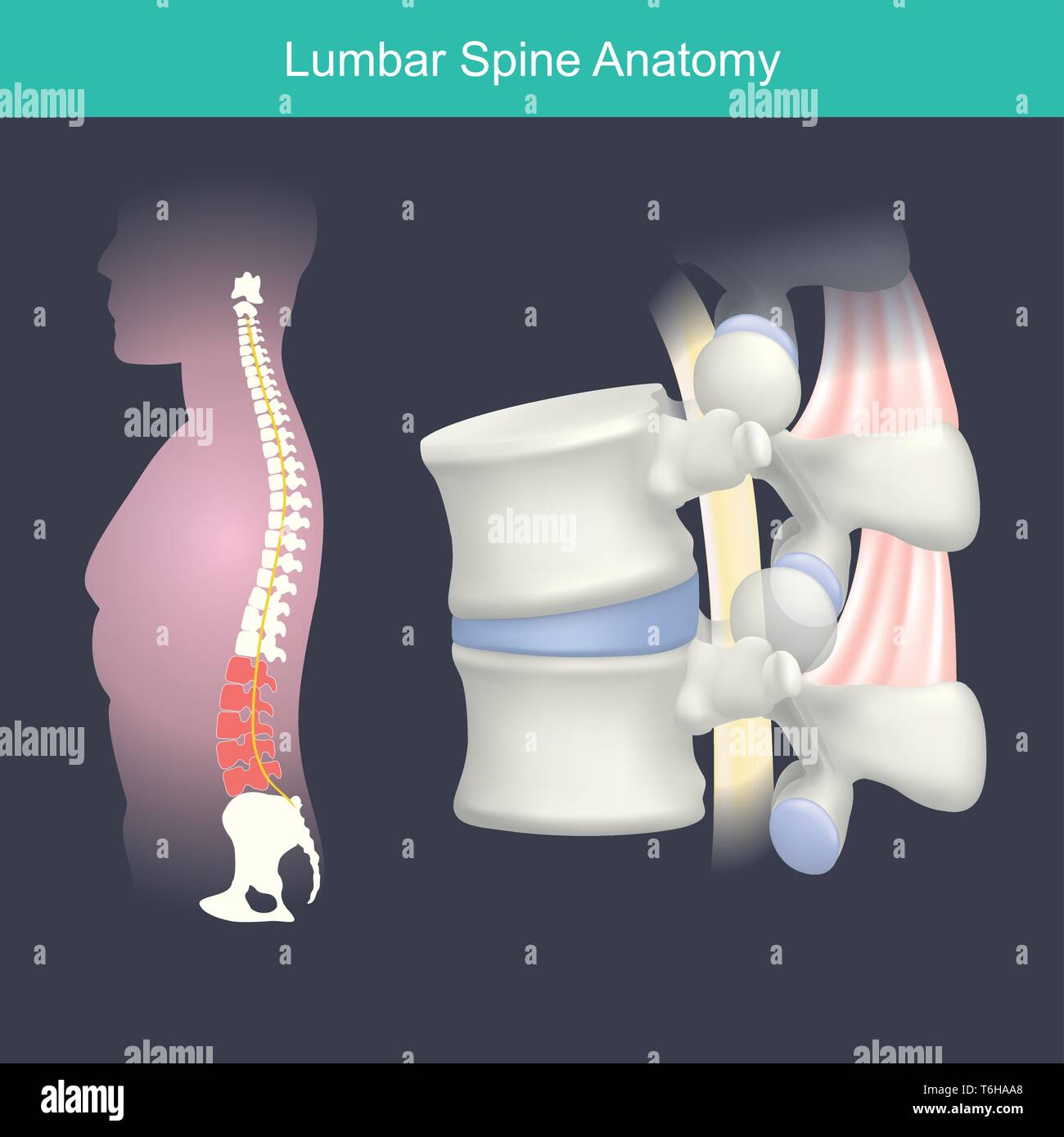 The lumbar spine refers to the lower back, where the spine curves inward toward the abdomen in human. Stock Vector