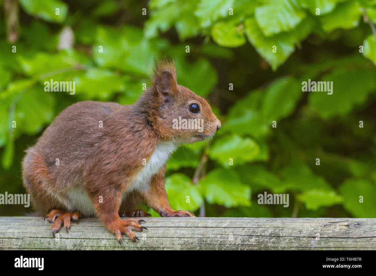 Sciurinae sciurus vulgaris hires stock photography and images Alamy