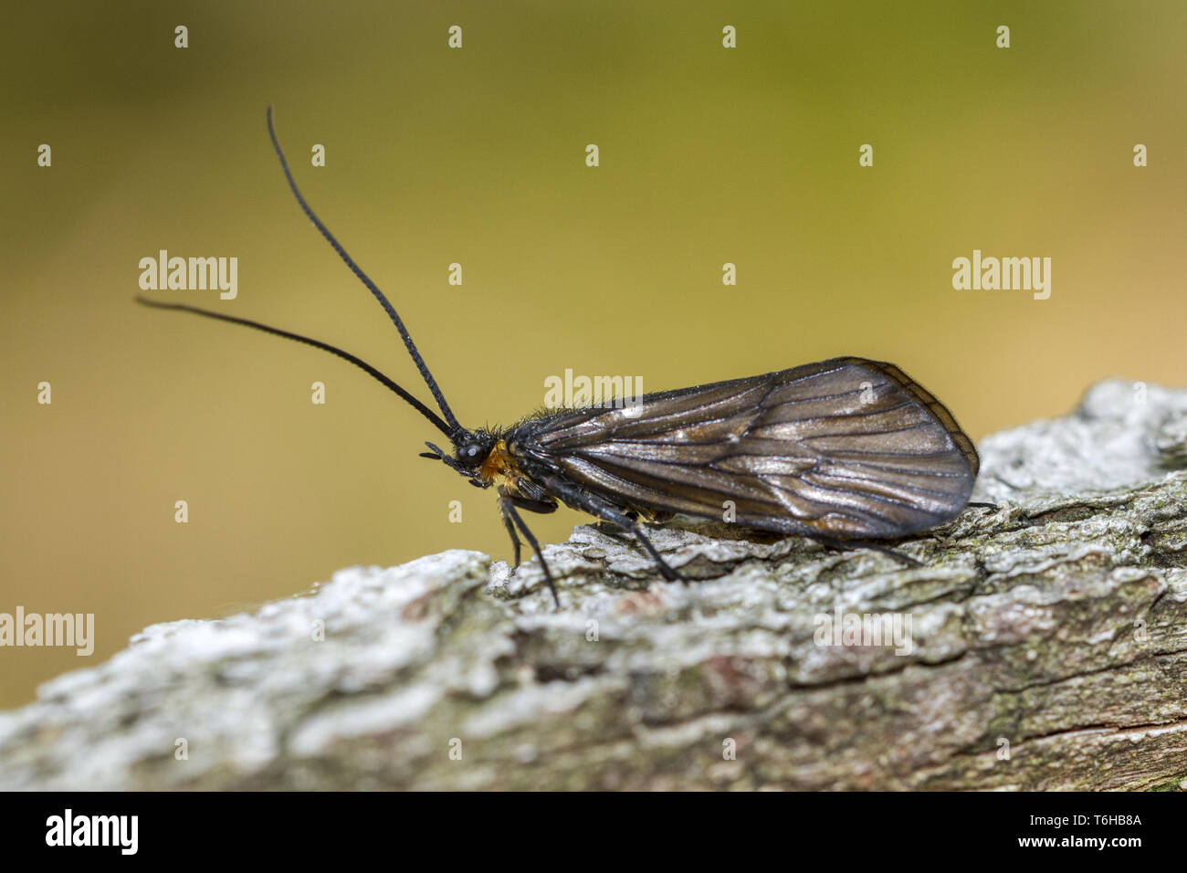 caddisfly - Trichoptera Stock Photo