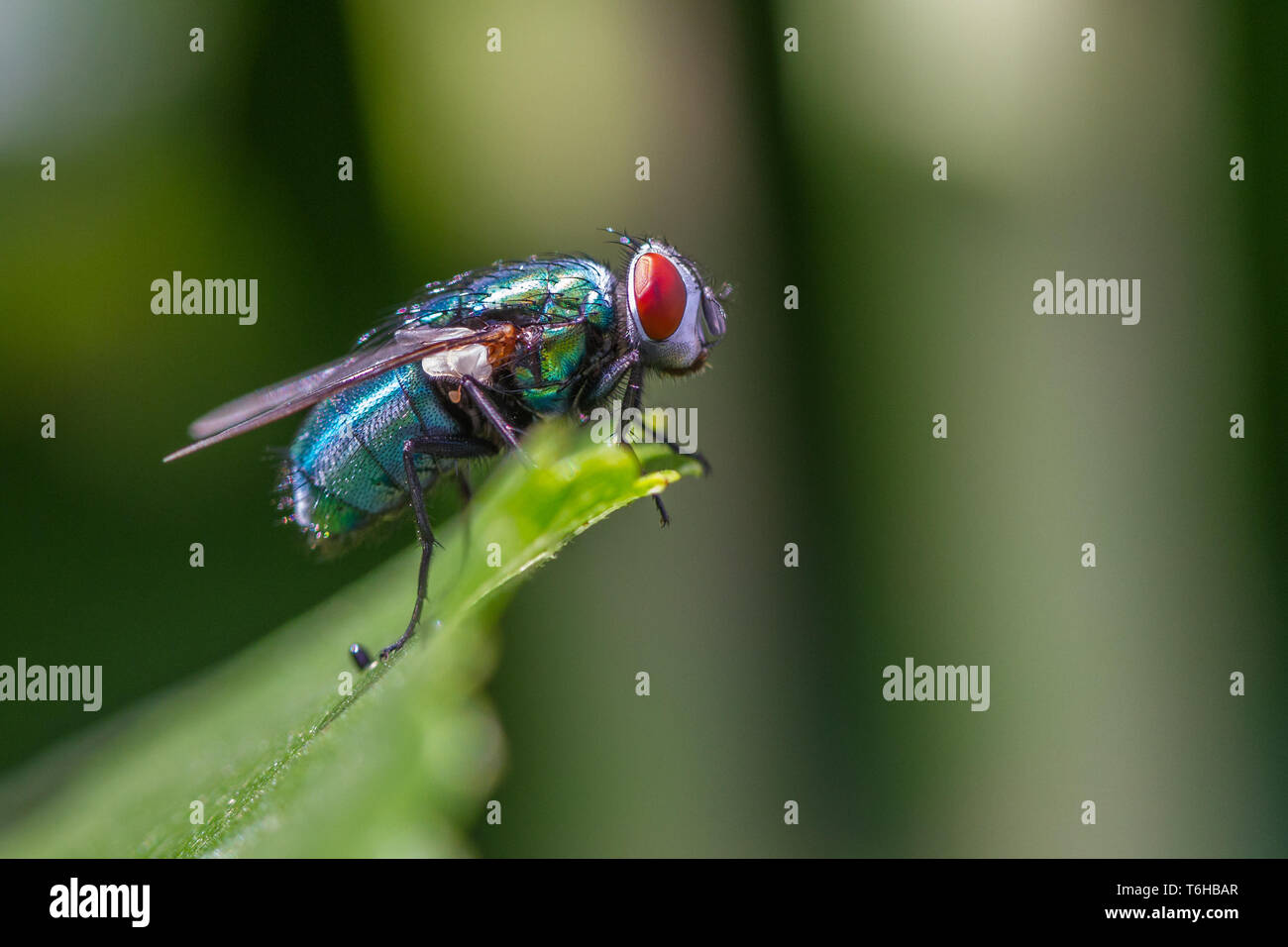 common green bottle fly - Lucilia sericata Stock Photo
