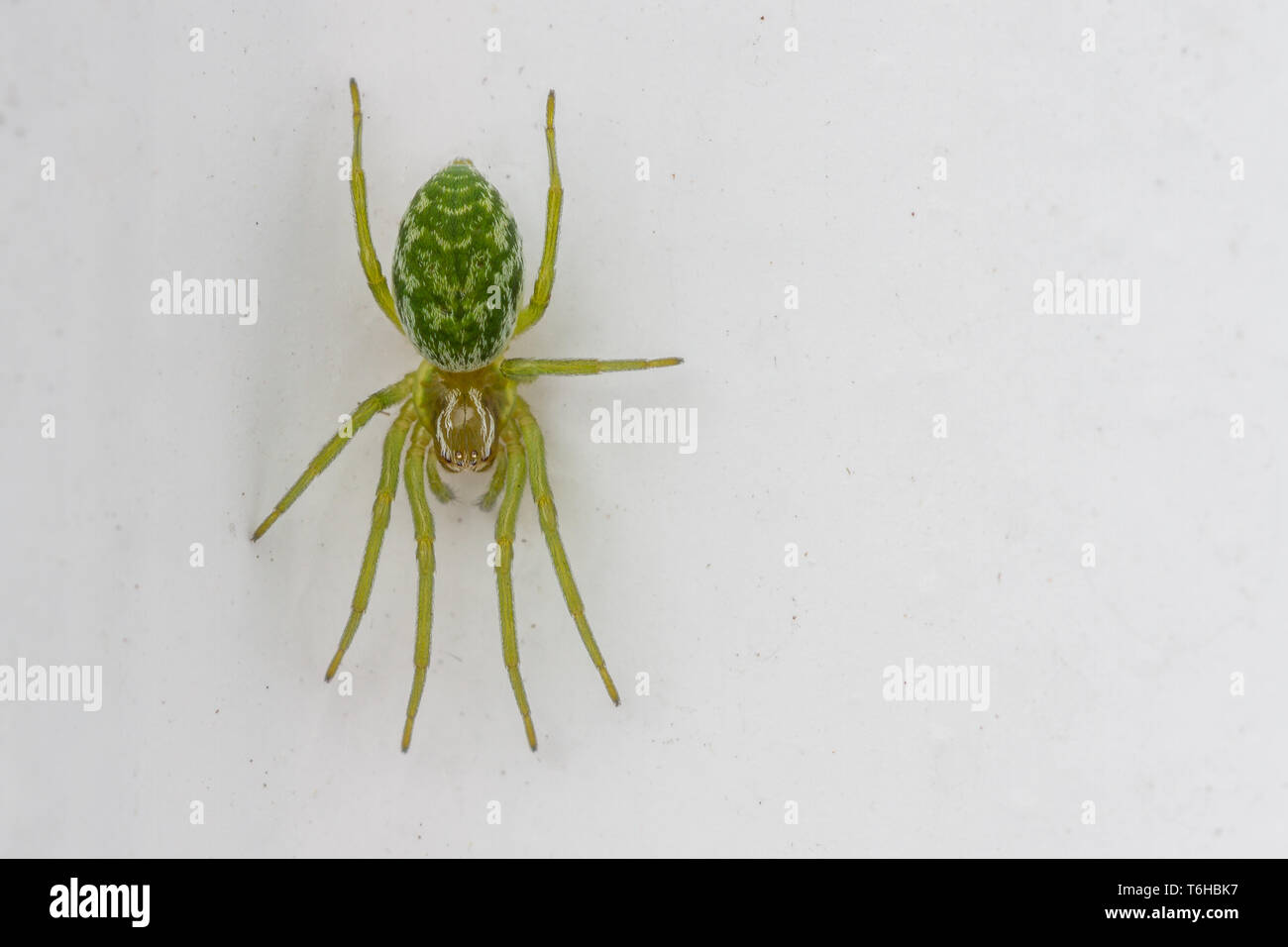 Green Spider Nigma Walckenaeri Stock Photo Alamy