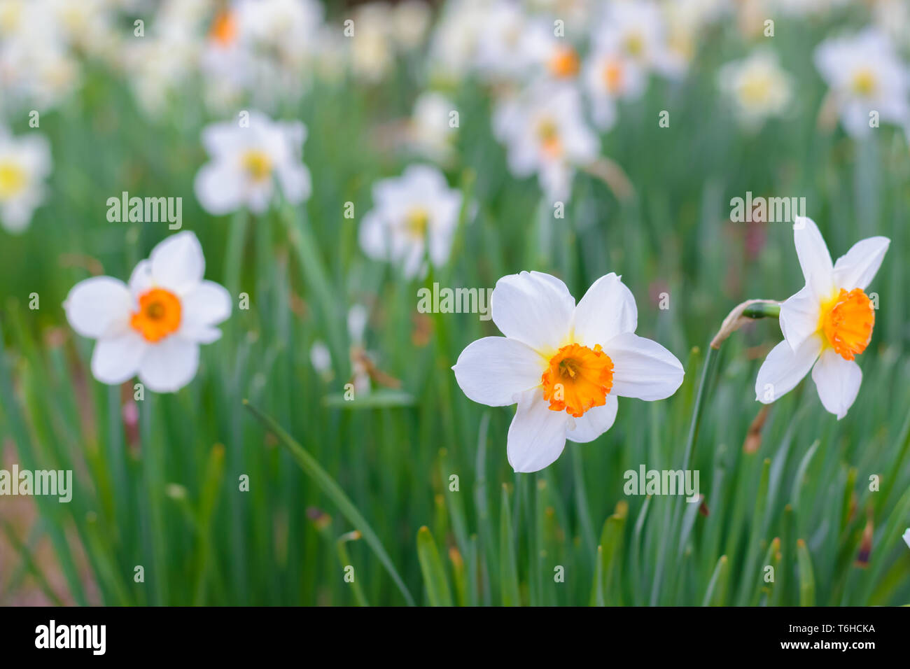 Narcissus Barrett Browning (Small cupped daffodil) flowers Stock Photo
