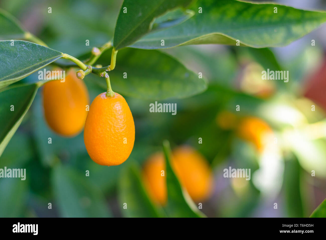 Kumquats (cumquats, Citrus japonica) fruits hanging on a branch Stock Photo