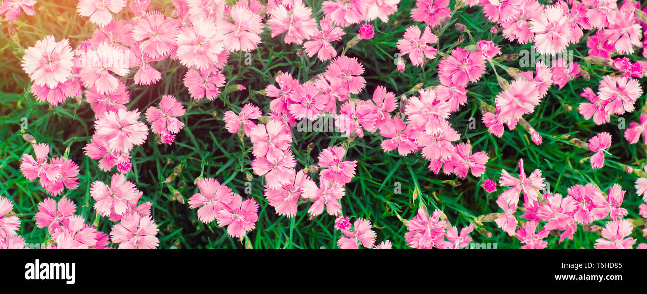 Beautiful Spring Flowers Rose Maiden Pinks Growing In The Garden