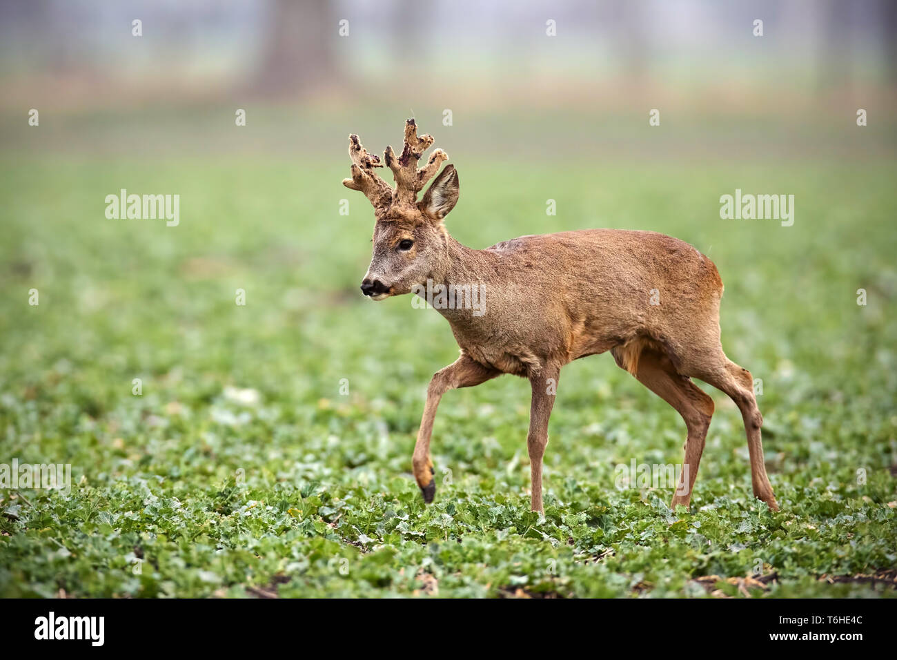 Roe deer, capreolus capreolus, buck with big antlers covered in velvet walking. Stock Photo