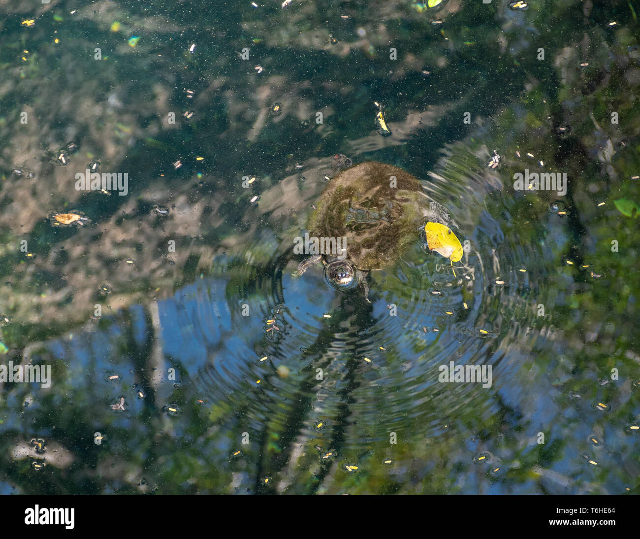 Moss-covered Cuban slider turtle coming up for air in a cenote Stock Photo