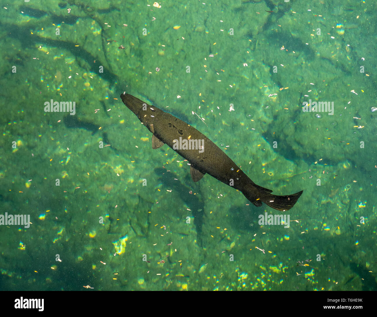Endangered Cuban Gar fish, Atractosteus tristoechus, swimming in a cenote  Stock Photo