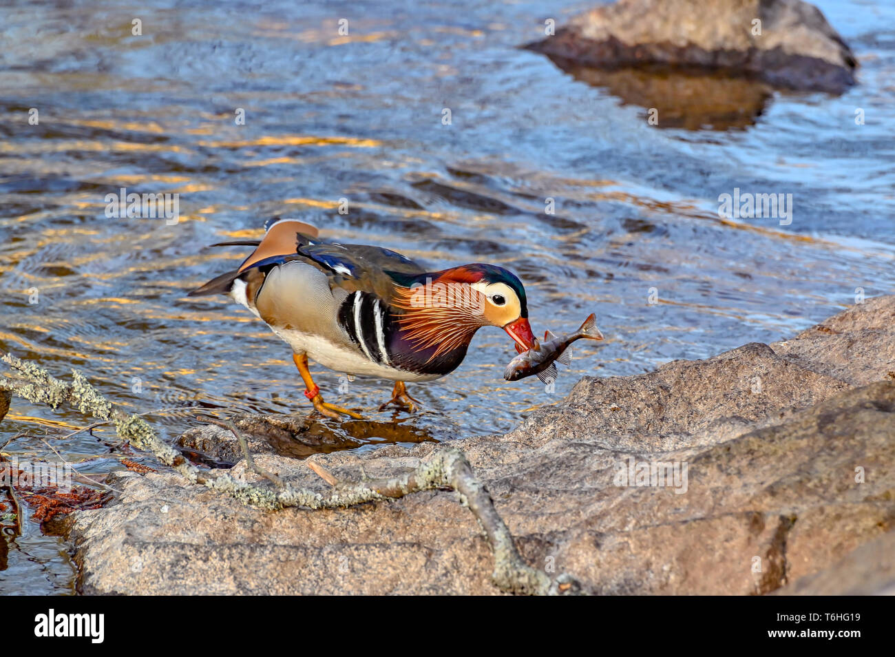 Mandarin duck with a fish in his beak  Stock Photo
