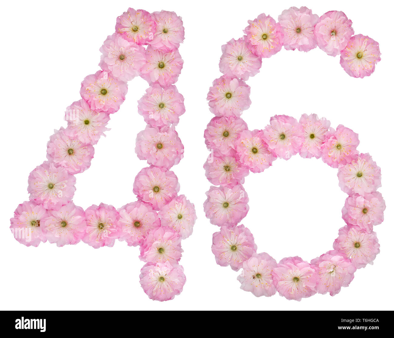 Numeral 46, forty six, from natural pink flowers of almond tree ...