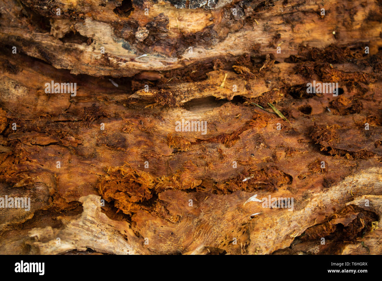 Crooked tree trunk hires stock photography and images Alamy