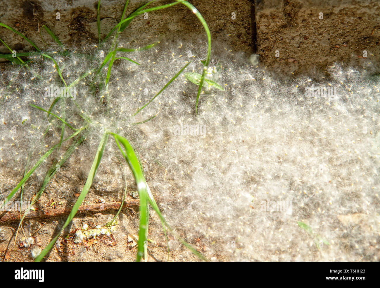 allergenic spring seeds of poplar fluff lying on the ground Stock Photo
