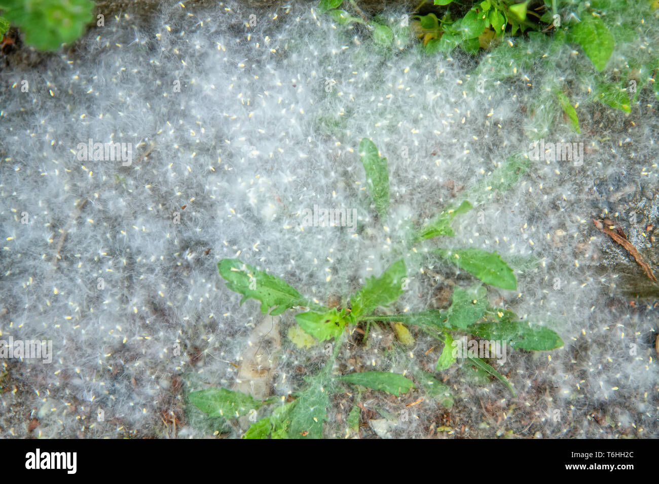 allergenic spring seeds of poplar fluff lying on the ground Stock Photo