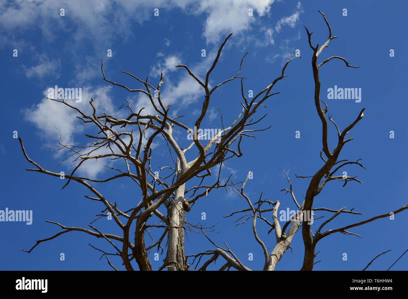 A Dead Tree in the forest with blue sky background Stock Photo