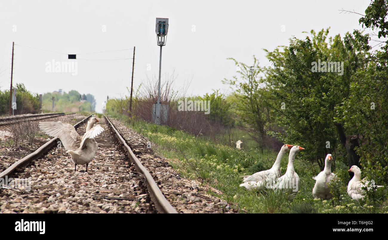 on the train-rail, Rusko Selo Vojvodina (Serbia Stock Photo - Alamy